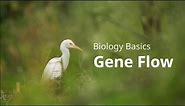 Biology Basics: Gene Flow (Simplified)