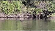 The Giant River Otter, Rediscovered in Argentina