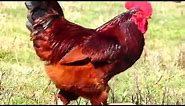 Rhode Island Red Rooster and Hen, Free Ranging Chickens producing Brown Eggs