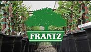 Frantz Wholesale Nursery - Citrus