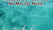 Tubarao ataca #oceano #mar #mardonorte #mardosul #altasondas #altomar #tubarao