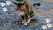 Cat Leaking Brown Fluid (Reasons, Symptoms & Treatment) - Mi Cat Guide