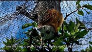 Grey-headed Flying Foxes in peril