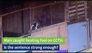Man caught beating foal on CCTV: Is the sentence strong enough?