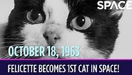 OTD In Space - October 18: Félicette Becomes The 1st Cat In Space