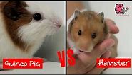 The differences between Guinea Pig and Hamster