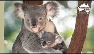 It’s Koala weigh day! | Australia Zoo Life
