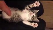 Funny Cat Videos - Surprised Baby Kittens - Cute Kittens Compilation 2016