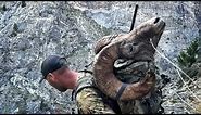 ROCKY MTN BIGHORN SHEEP HUNT | DIY | PUBLIC LAND