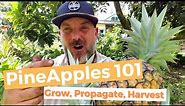 Pineapples 101: Everything You Need To Grow The Best Pineapples Ever!