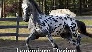 Leopard Appaloosa Friesian Stallion Legendary Design