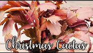 What Causes Christmas Cactus (Thanksgiving, Holiday) Leaves To Change Color? / JoyUsGarden