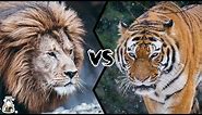 BARBARY LION VS SIBERIAN TIGER - Who Would Win?