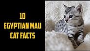 10 Egyptian Mau Cat Facts | Animals Unlimited | Sameer Gudhate
