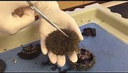 Sea Urchin & Sand Dollar Dissection (Part1)- Coe