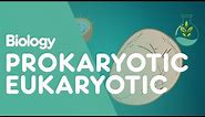 Prokaryotic vs Eukaryotic: The Differences | Cells | Biology | FuseSchool