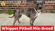 Whippet Pitbull Mix-Breed | What's their Behavior and Temperament?