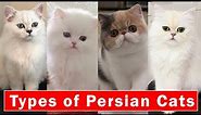 Top 5 Stunning types of Persian Cats | Persian cats breeds 2022