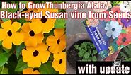 || How to Grow Thunbergia Alata/ Black-Eyed Susan/Clockvines Vine from Seeds (With Update) ||