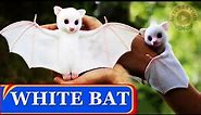 White Bat | Tent-making bats | Wonder world | INTERESTING VIDEOS | Honduran White Bat | Ghost Bat