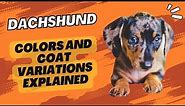 Dachshund Colors and Coat Variations Explained