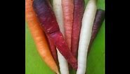 How to Grow Rainbow Carrots seed to harvest