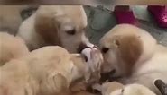 This cat gets overwhelmed with kisses from these puppies!🐶😻