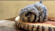 Baby owls sleep face down because their necks are too weak to support their heads