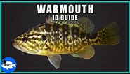 Warmouth (Lepomis gulosus) Identification | How to Identify the Warmouth!