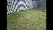 Killing My Crabgrass Problem with Target 6 Plus***Day 3 Update***