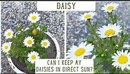 How To Take Care Of Daisy Plants | Repotting Of Daisies | Everything You Should Know About Daisies