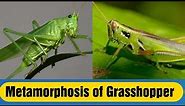 Metamorphosis of grasshopper