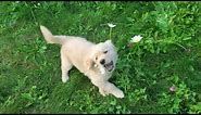 8 week old Golden Retriever puppy discovers flowers for the first time