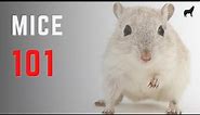 Mice 101 - Mice Species Fast Facts and Information