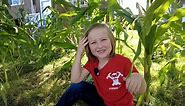 'Who doesn't love corn in Nebraska?': 4-year-old grows corn field in front yard of Omaha home
