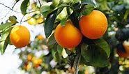 How to Care for a Calamondin Orange Tree