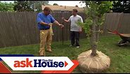 How to Plant a Large-Shade Tree | Ask This Old House