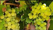 The yellow grapes
