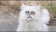 Evil Looking Cat Stares Straight at Camera