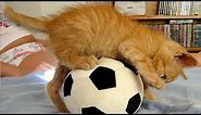Cats Playing With Ball Compilation