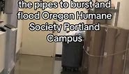 Winter storm causes flooding at Oregon Humane Society's Portland office