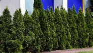 Growing 'Emerald Green' Arborvitae in the Landscape