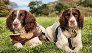 English Springer Spaniel Colors: Most Common to Rarest