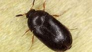 Carpet Beetle vs Bed Bug: What are the Differences?