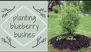 PLANTING A BLUEBERRY BUSH | how to plant blueberry bushes | Two Minute Tuesday