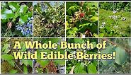 Wild Edible Berries - Foraging for Berries Found in the Pacific Northwest, Interior of BC and More!