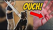 AGGRESSIVE German Shepherd ATTACKS Trainer- Aggressive dog training