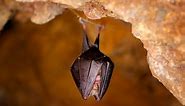 Discover Hellhole Cave and the Endangered Bats That Live Within