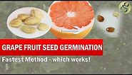 Grapefruit Seed Germination Fast Method | How to grow grape-fruit from seed - Time lapse with result