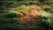 Blender Tutorial: How to make a grass field?